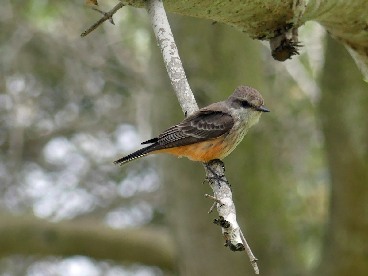Vermilion Flycatcher - ML635710361