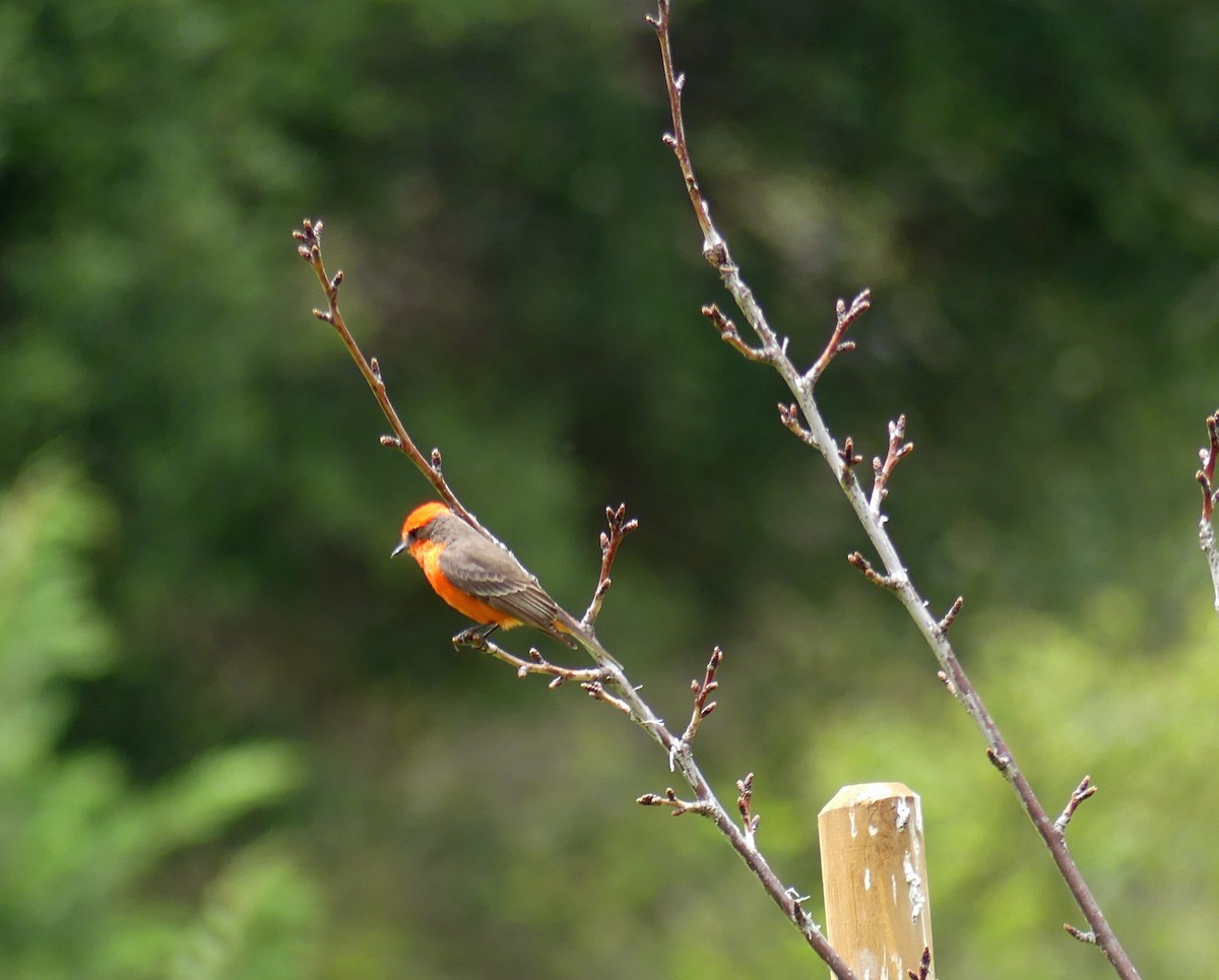 Vermilion Flycatcher - ML635710364