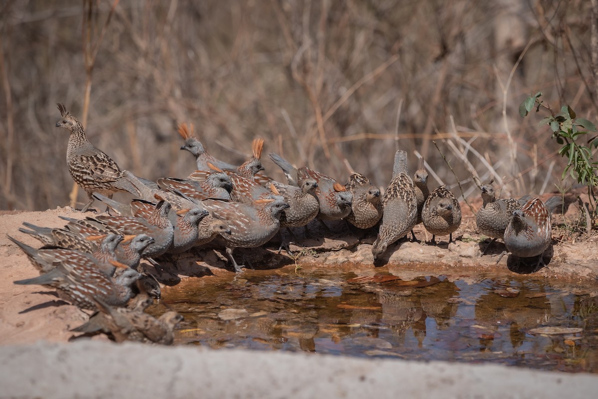 Elegant Quail - ML635710443
