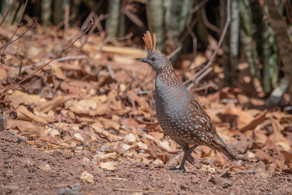 Elegant Quail - ML635710444