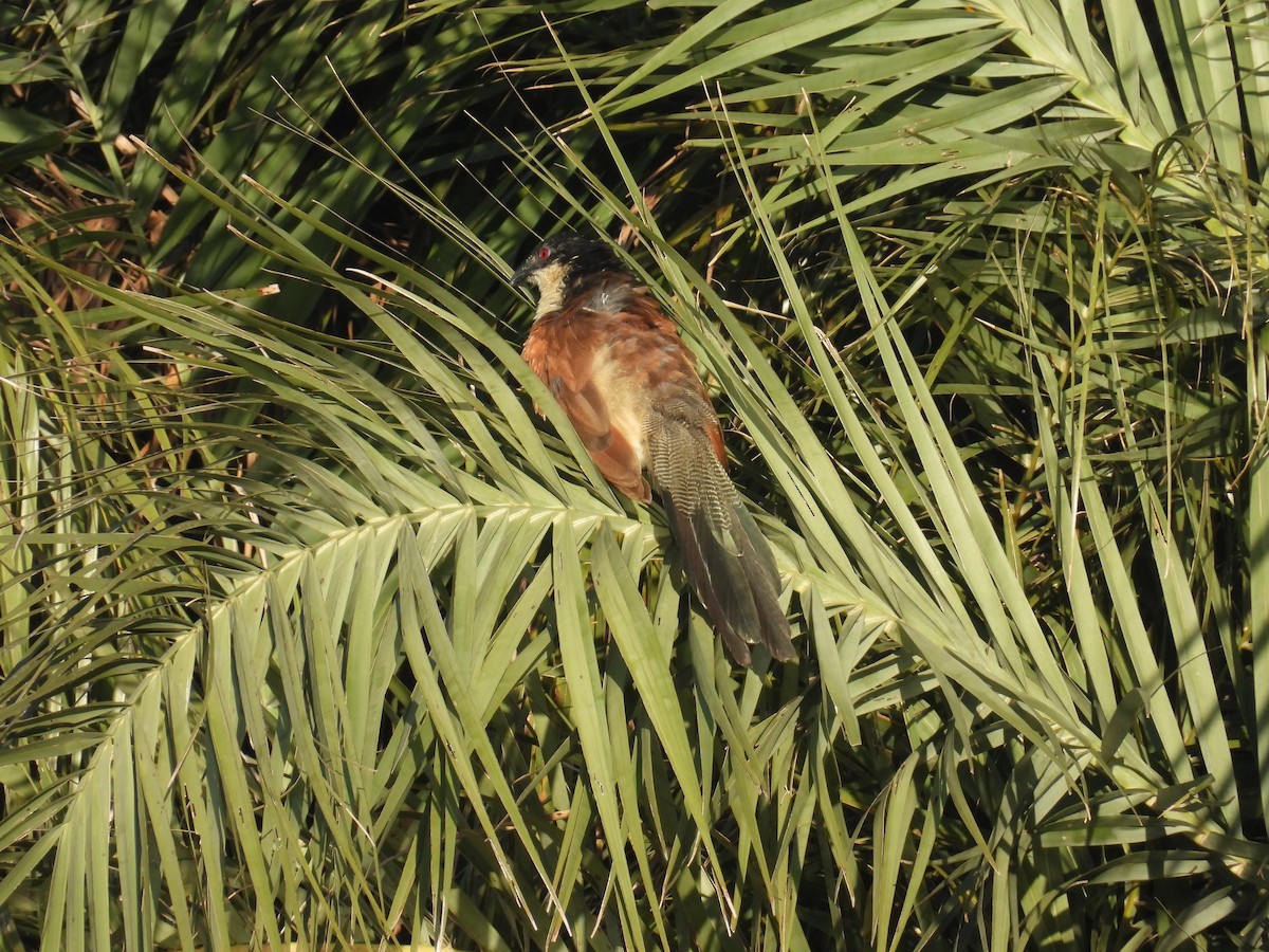 Burchell's Coucal - ML635710487