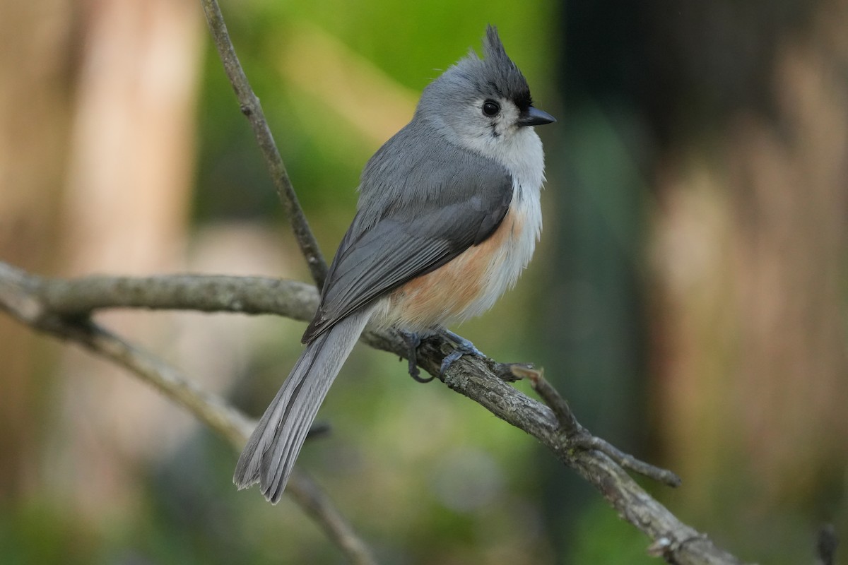 Tufted Titmouse - ML635710586