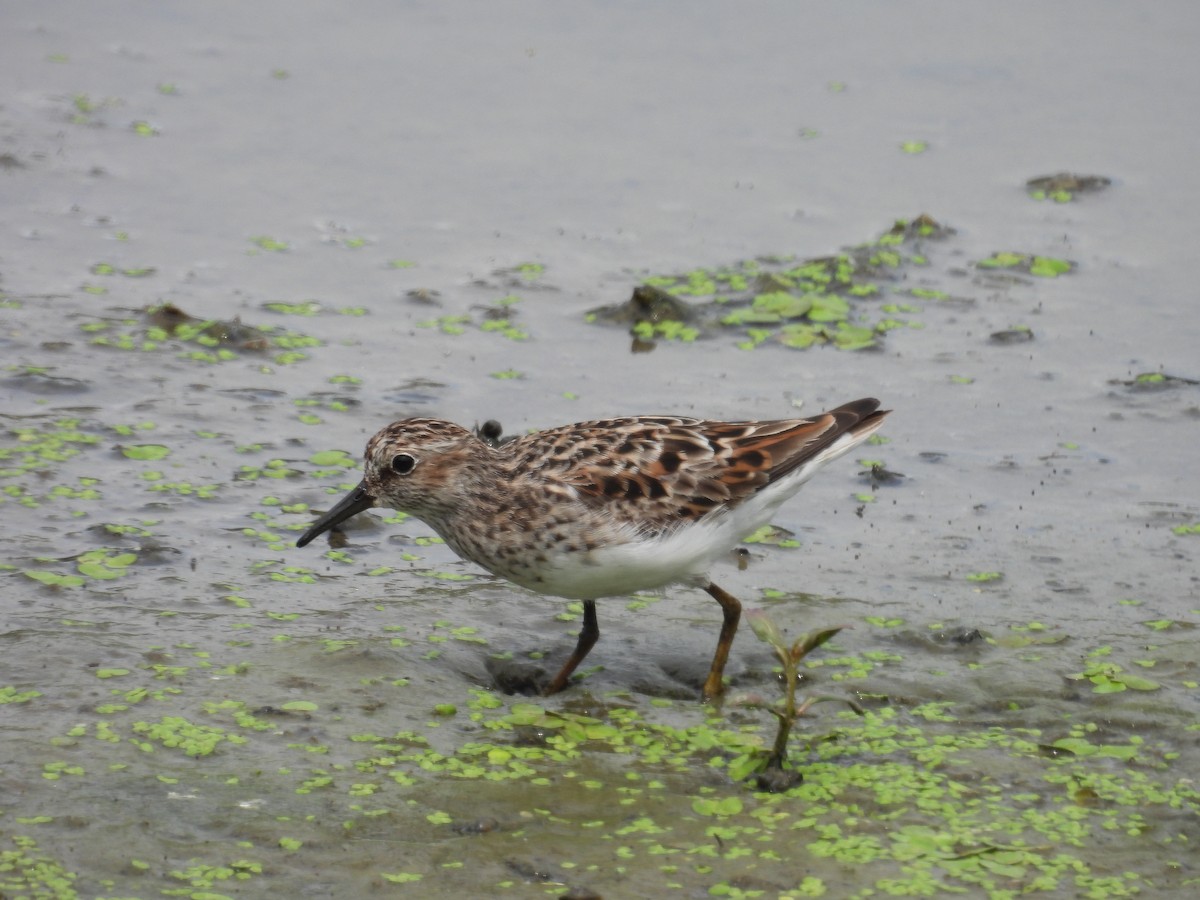 Least Sandpiper - ML635710639