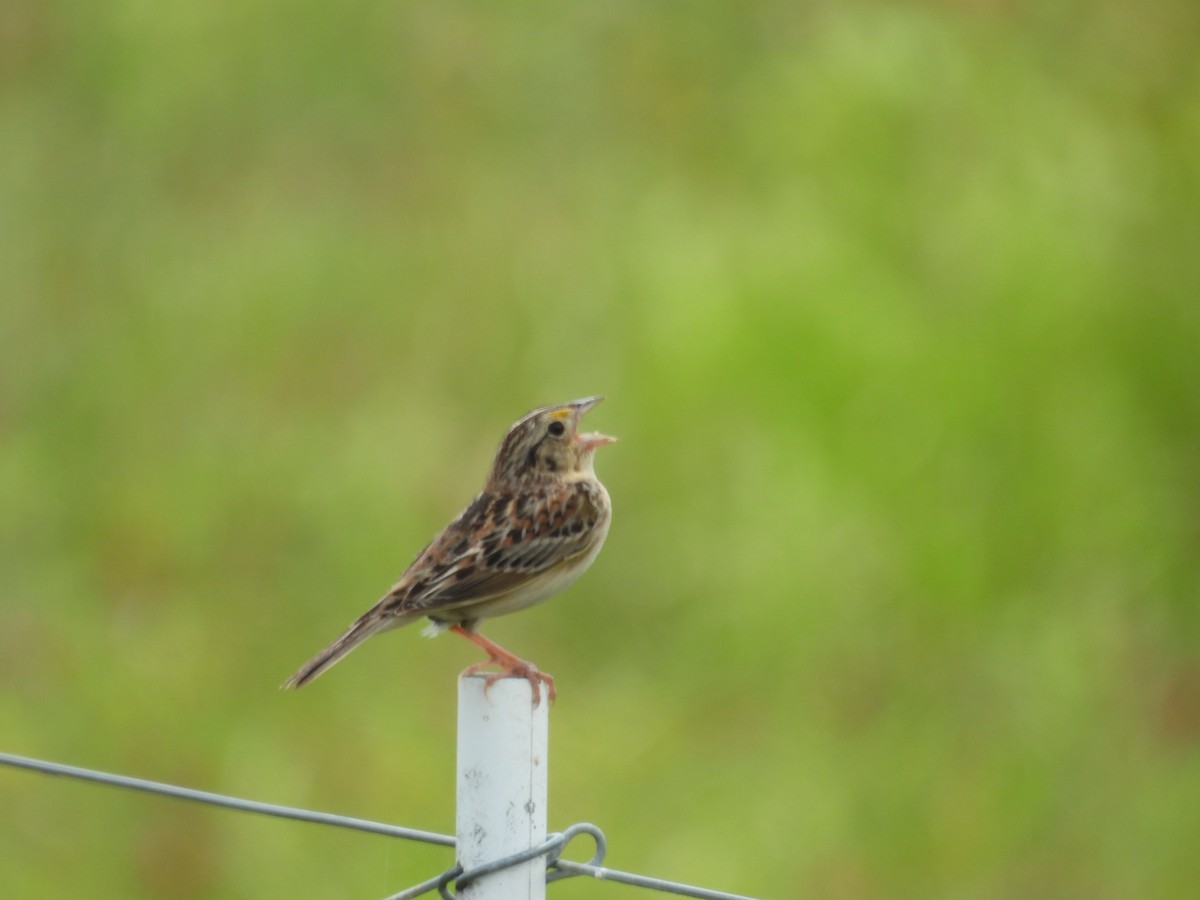 Grasshopper Sparrow - ML635710688