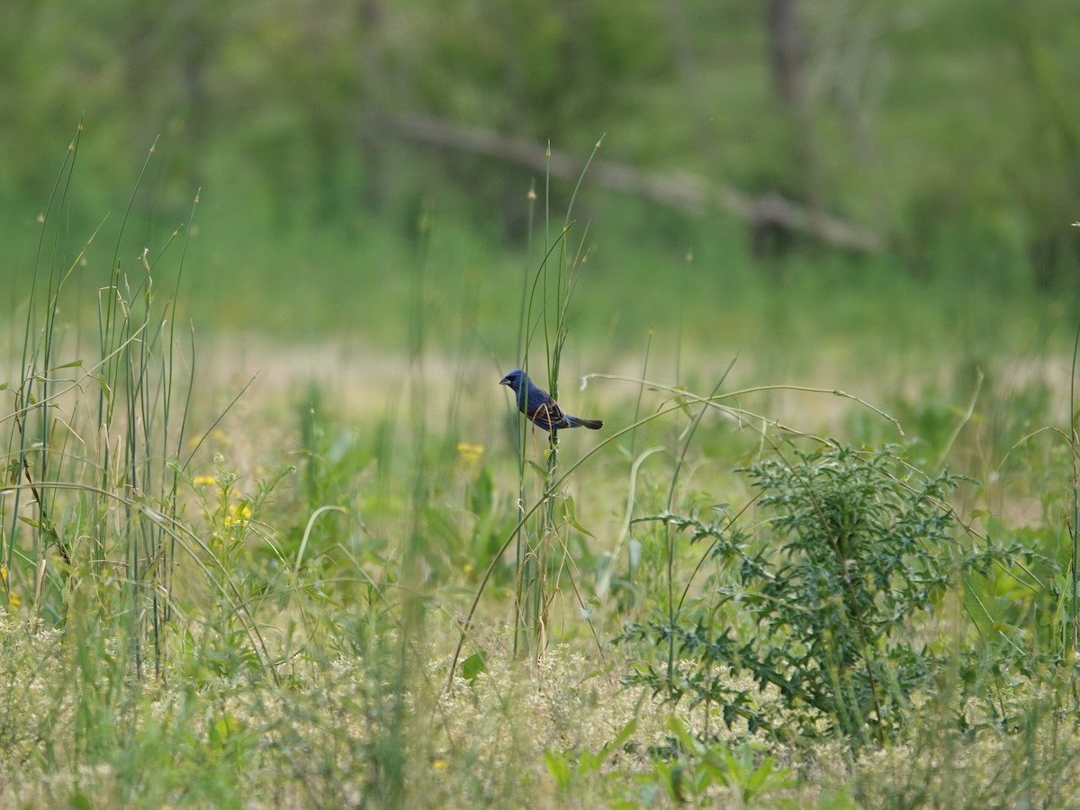 Blue Grosbeak - ML635710744