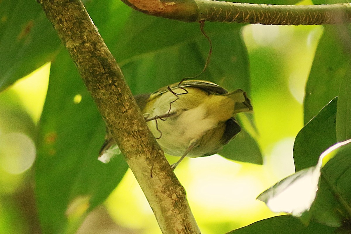 Lesser Greenlet - ML635710821