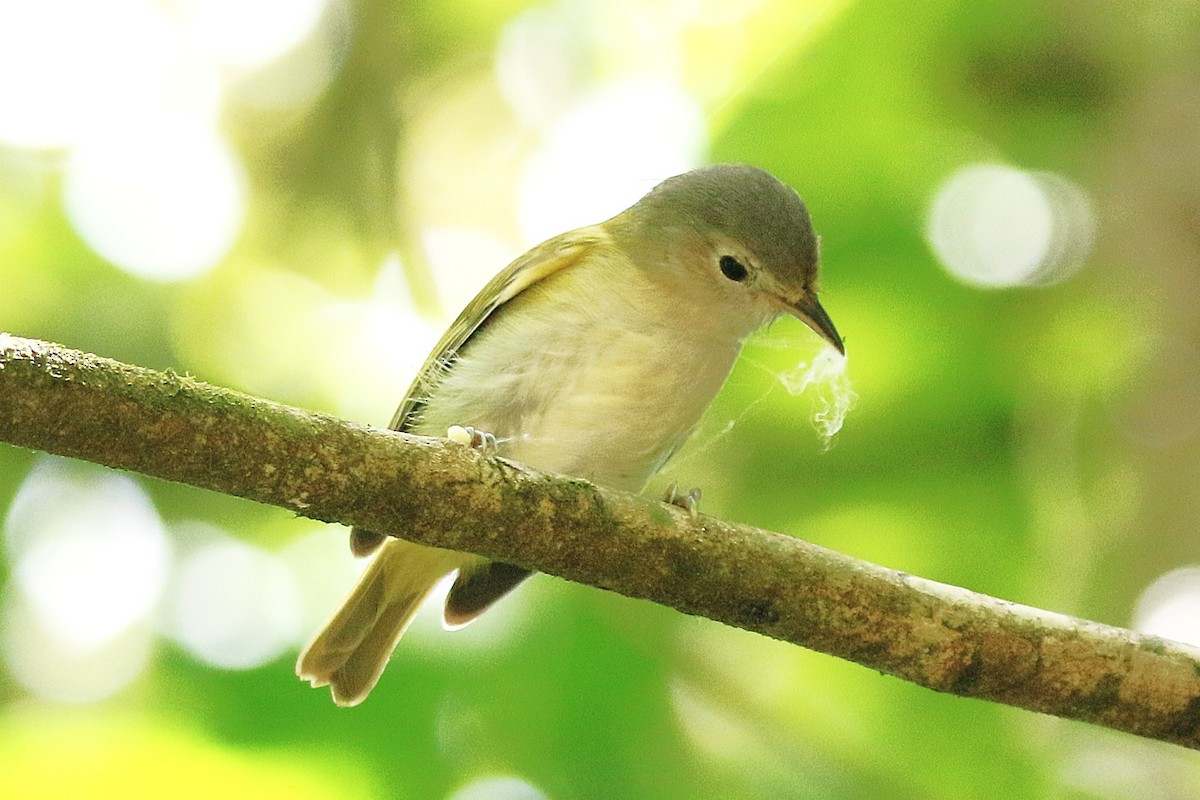 Lesser Greenlet - ML635710822