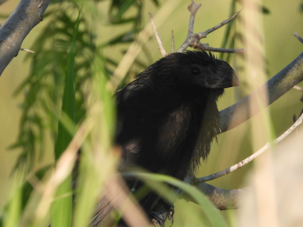 Groove-billed Ani - ML635710835