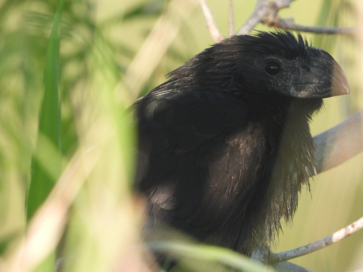 Groove-billed Ani - ML635710850