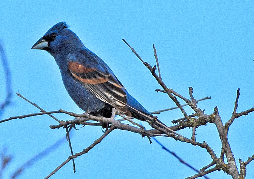 Blue Grosbeak - ML635710875