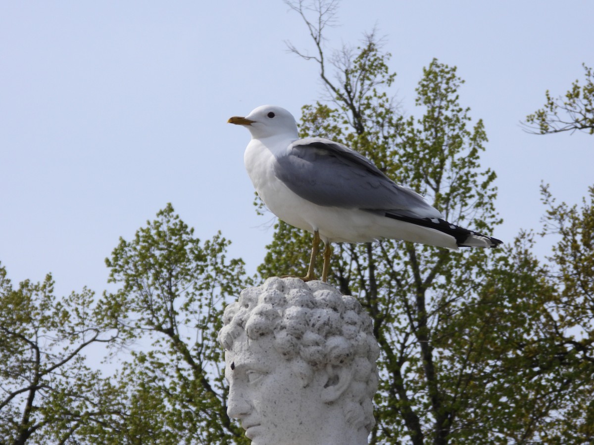 Мартин сивий - ML635710911