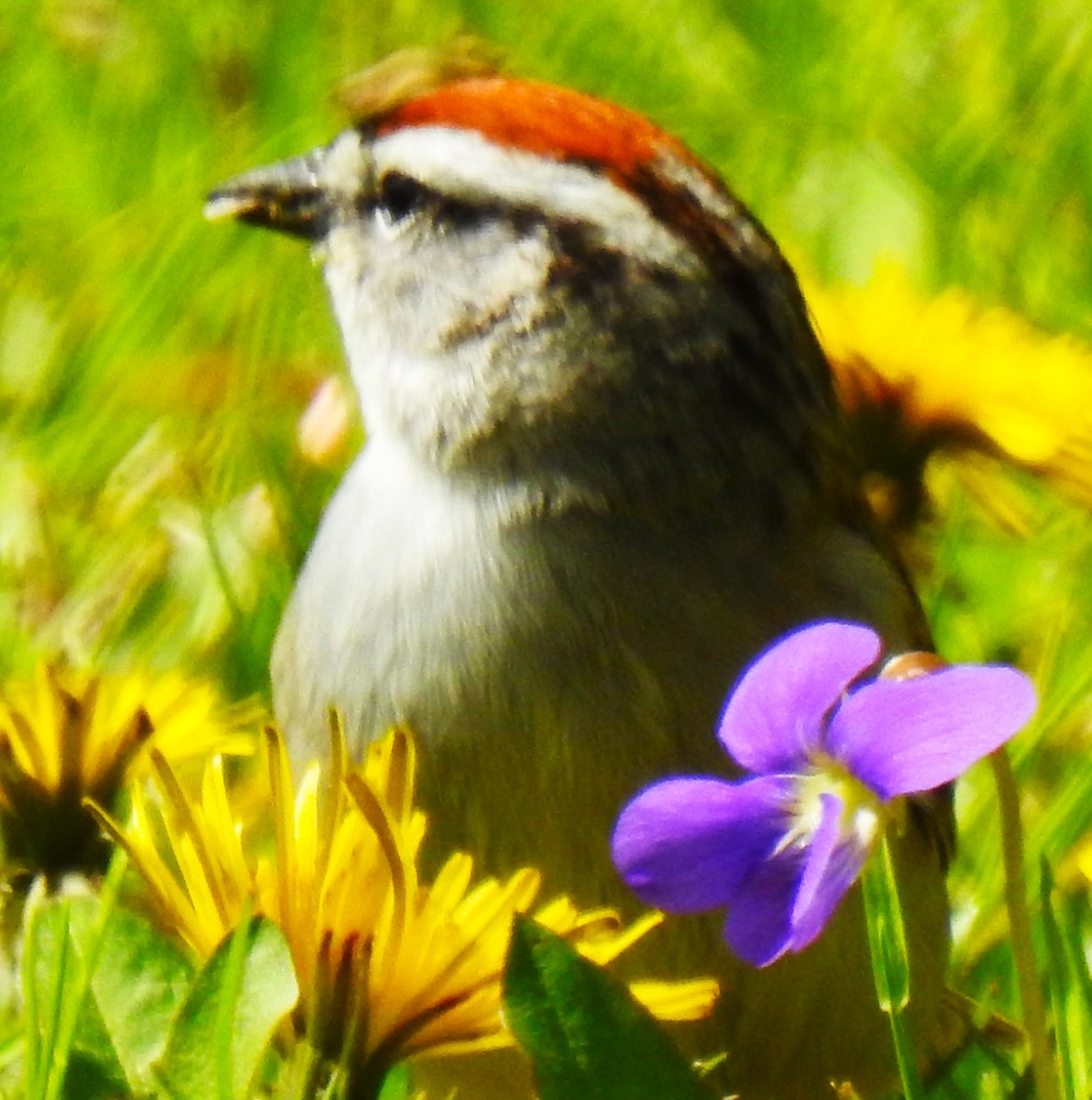 Chipping Sparrow - ML635710914