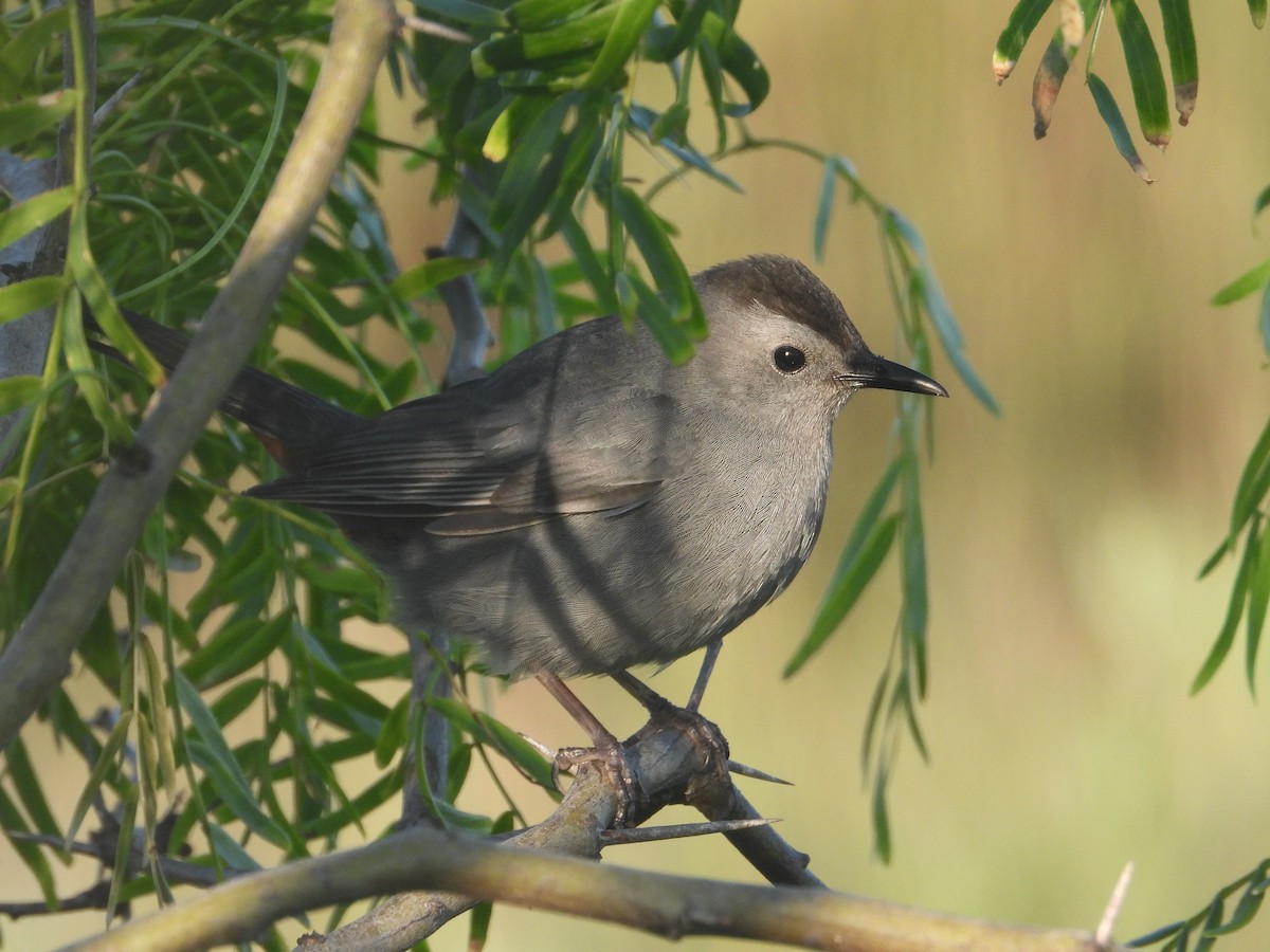 Gray Catbird - ML635710917