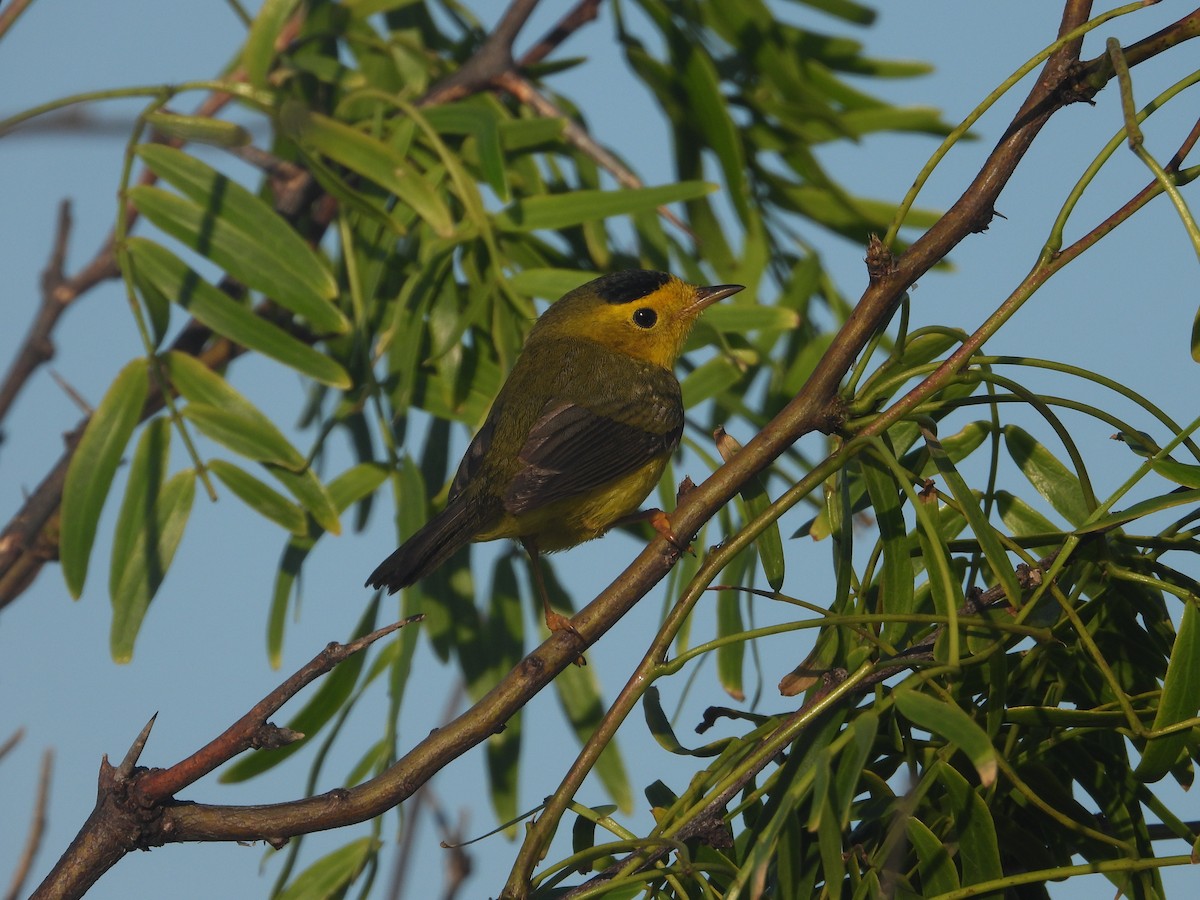Wilson's Warbler - ML635710936