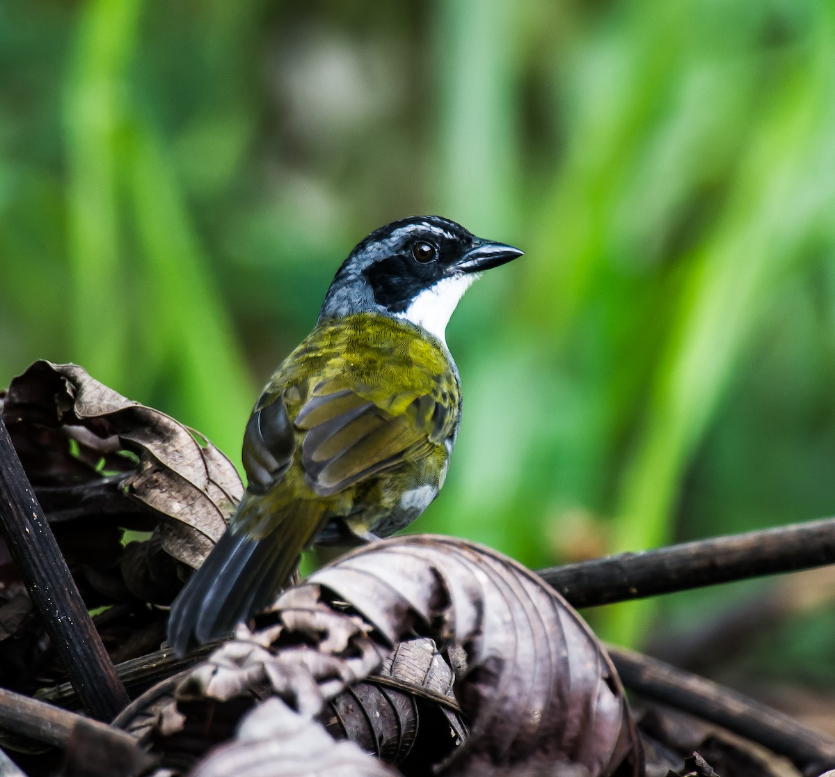 Costa Rican Brushfinch - ML635710949