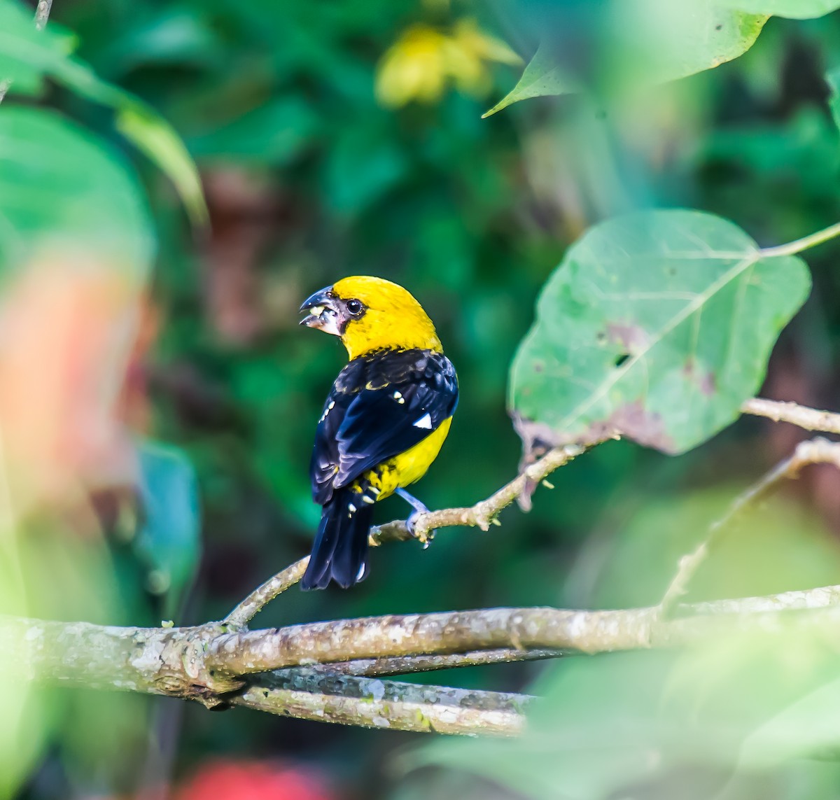 Black-thighed Grosbeak - ML635711060