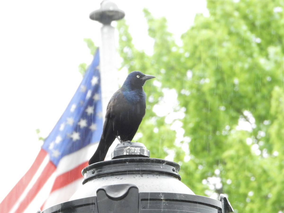Common Grackle - ML635711158