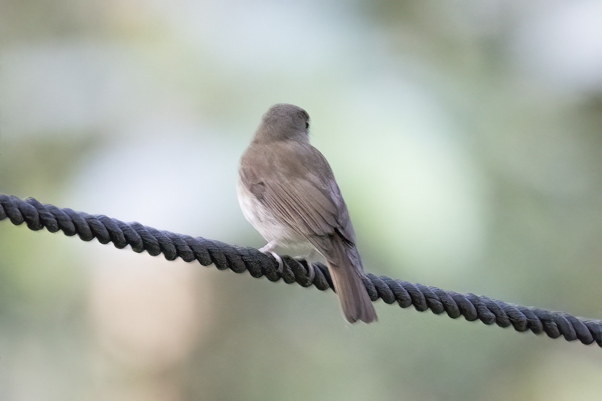 Fulvous-chested Jungle Flycatcher - ML635711159