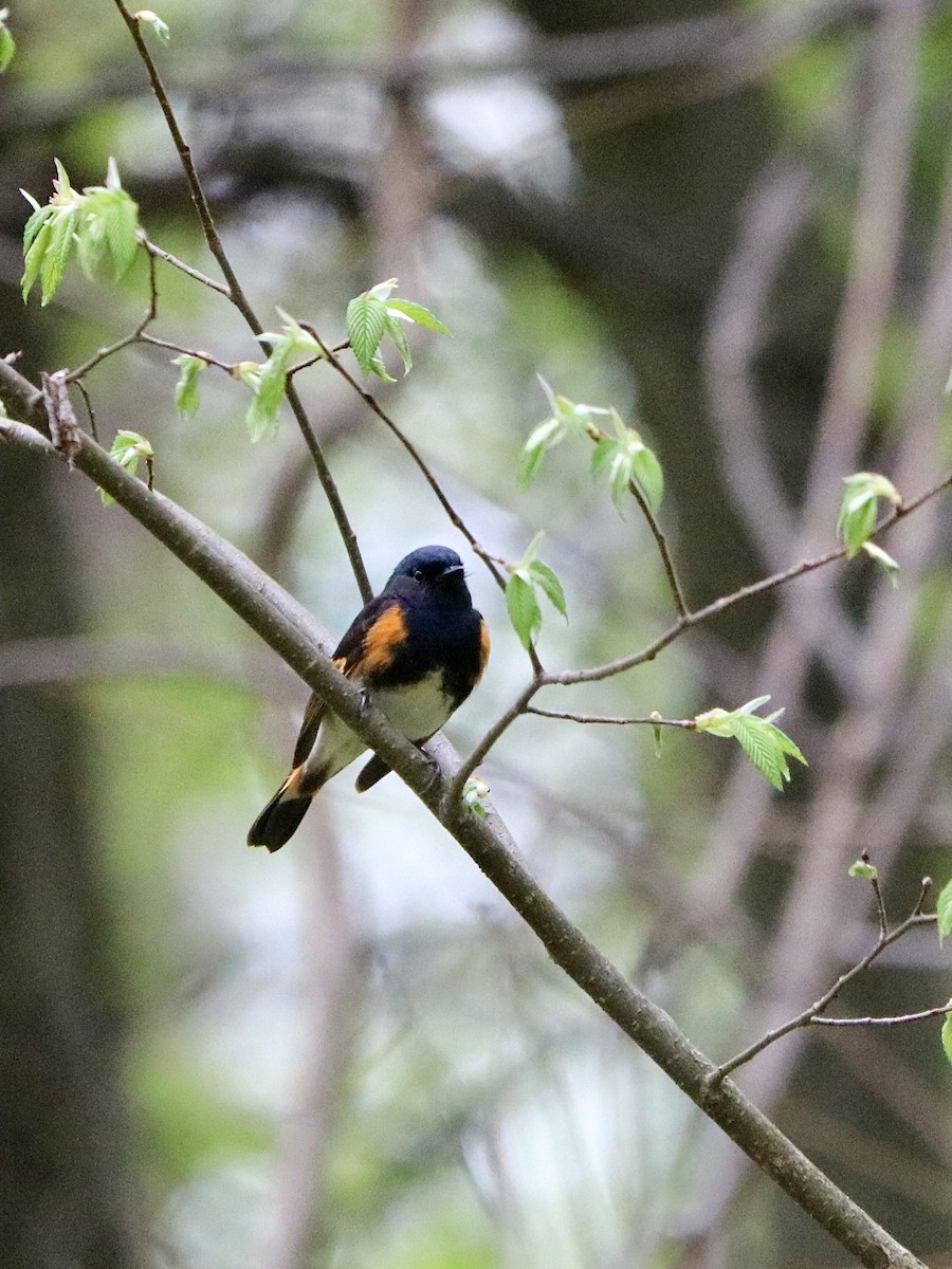 lesňáček lejsčí - ML635711173