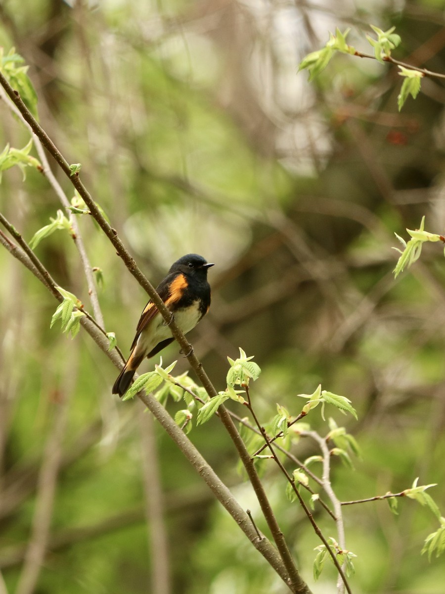 lesňáček lejsčí - ML635711174