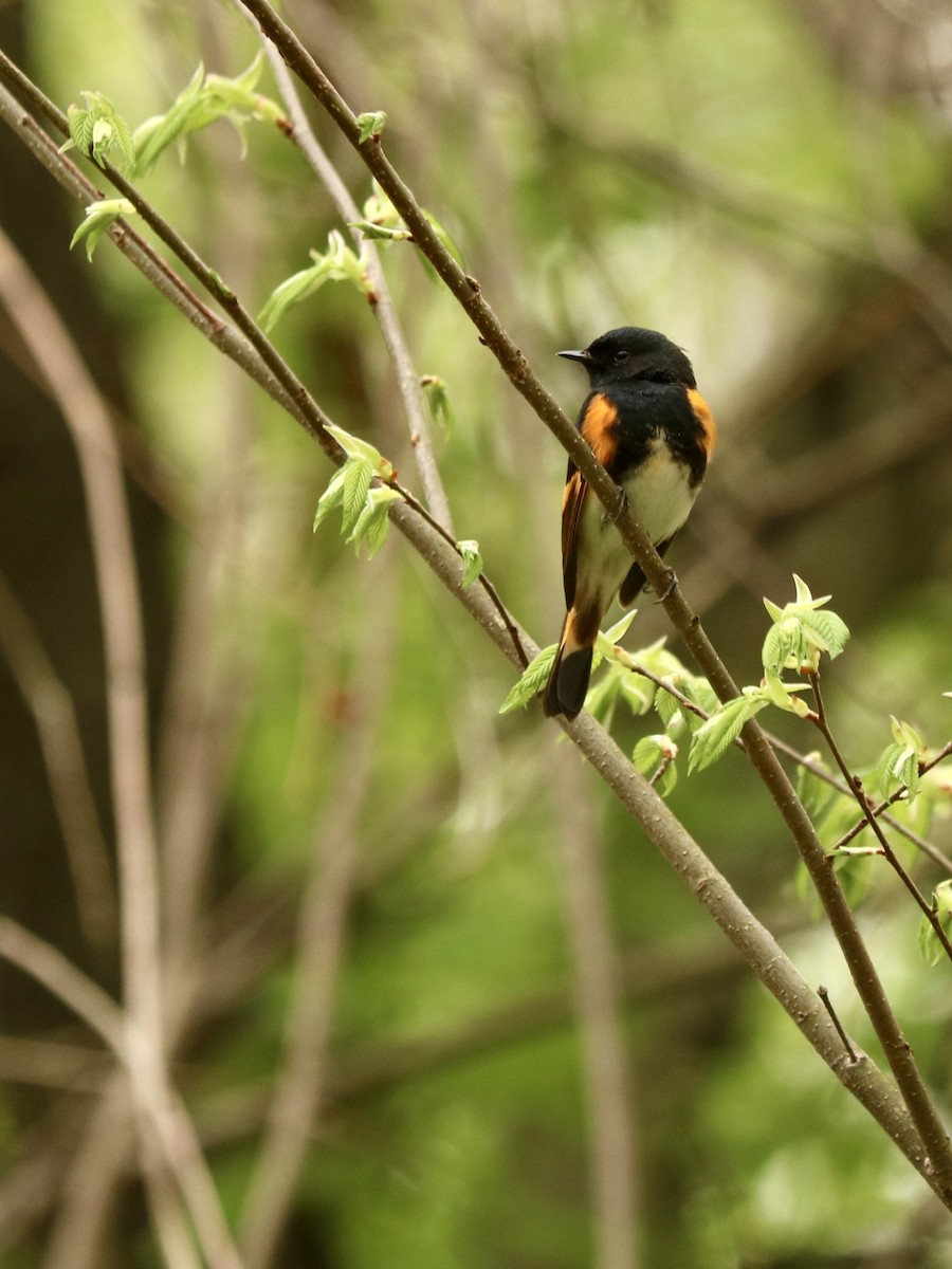 lesňáček lejsčí - ML635711175