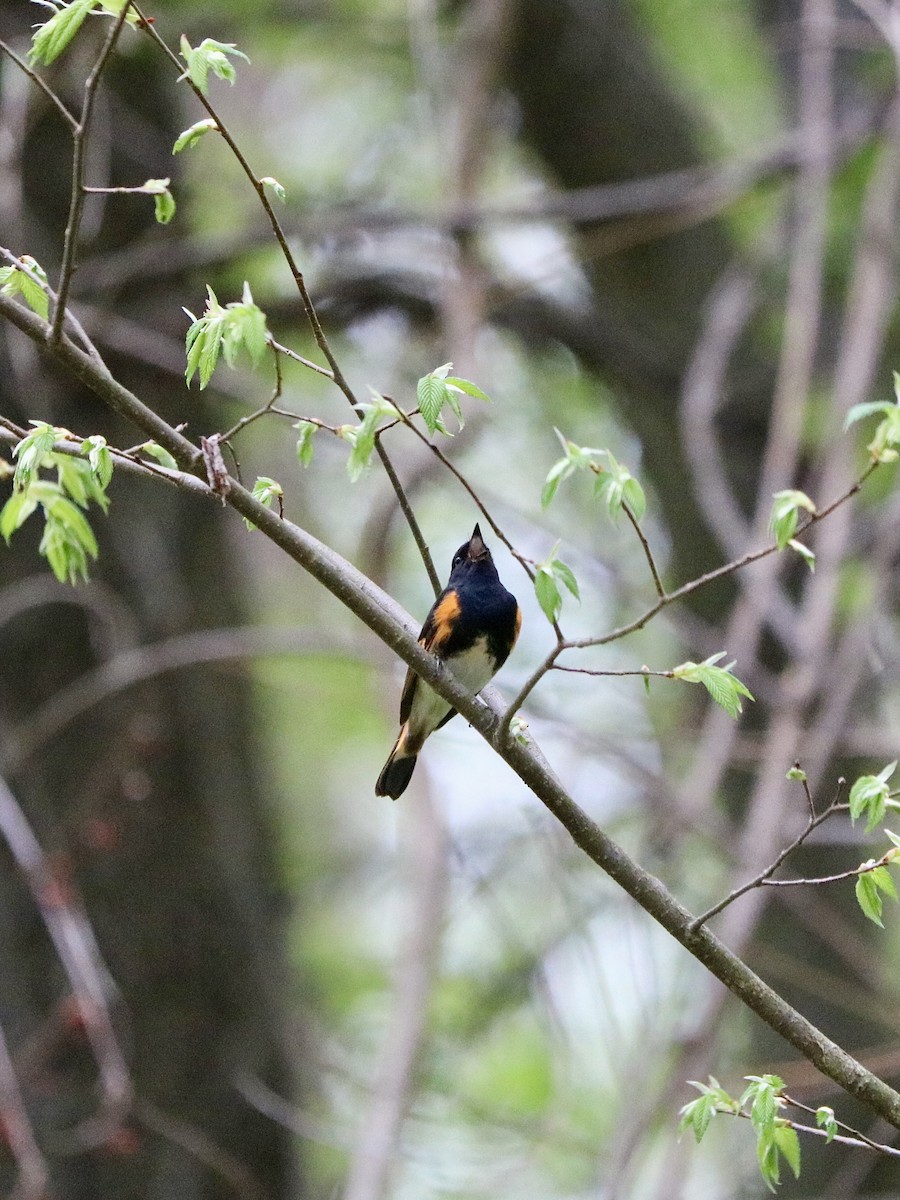 lesňáček lejsčí - ML635711177