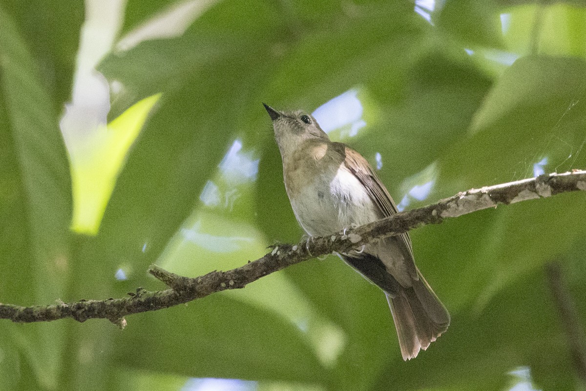 Fulvous-chested Jungle Flycatcher - ML635711190