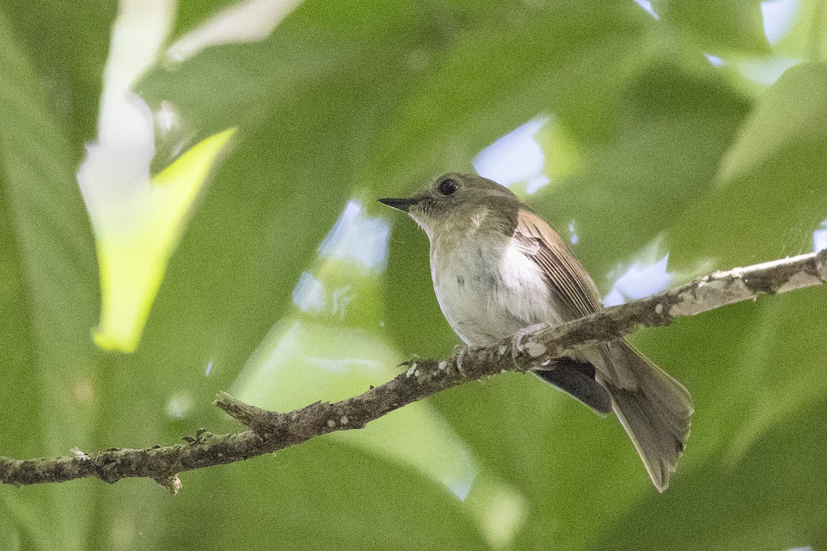 Fulvous-chested Jungle Flycatcher - ML635711196