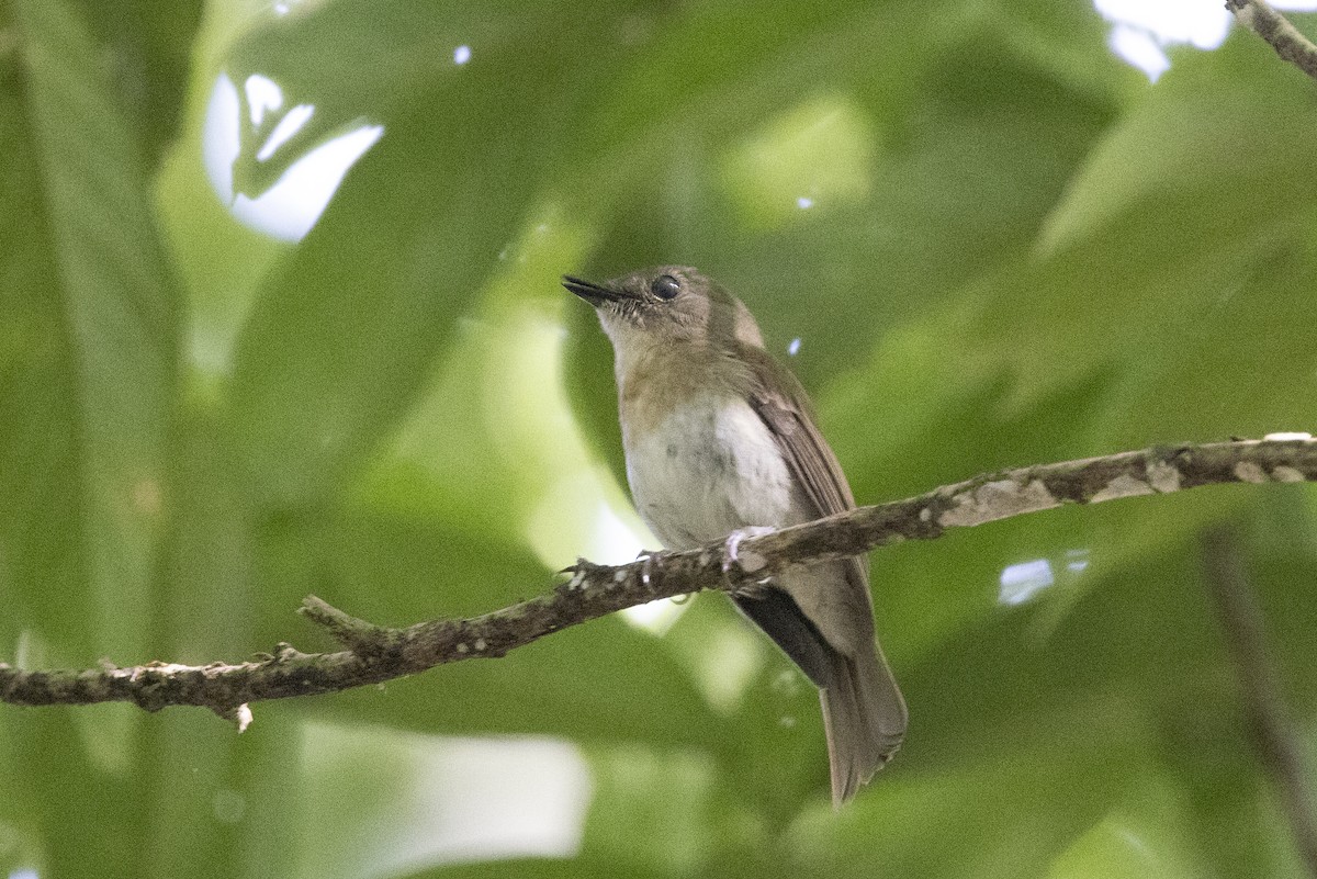 Fulvous-chested Jungle Flycatcher - ML635711200