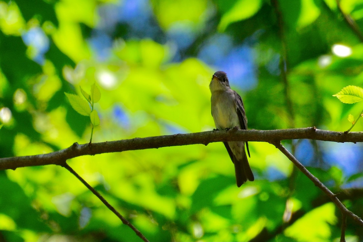 Eastern Wood-Pewee - ML635711272