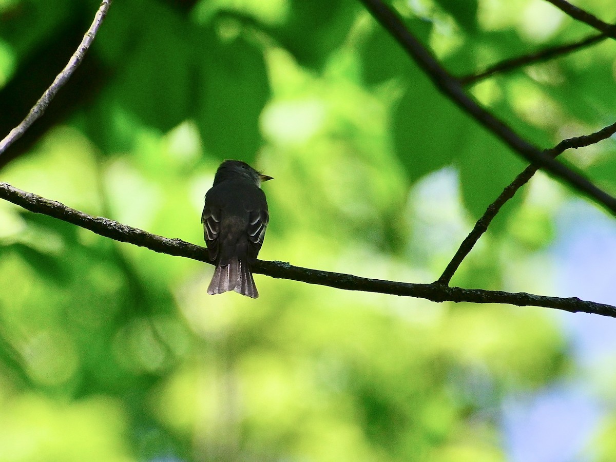 Eastern Wood-Pewee - ML635711273