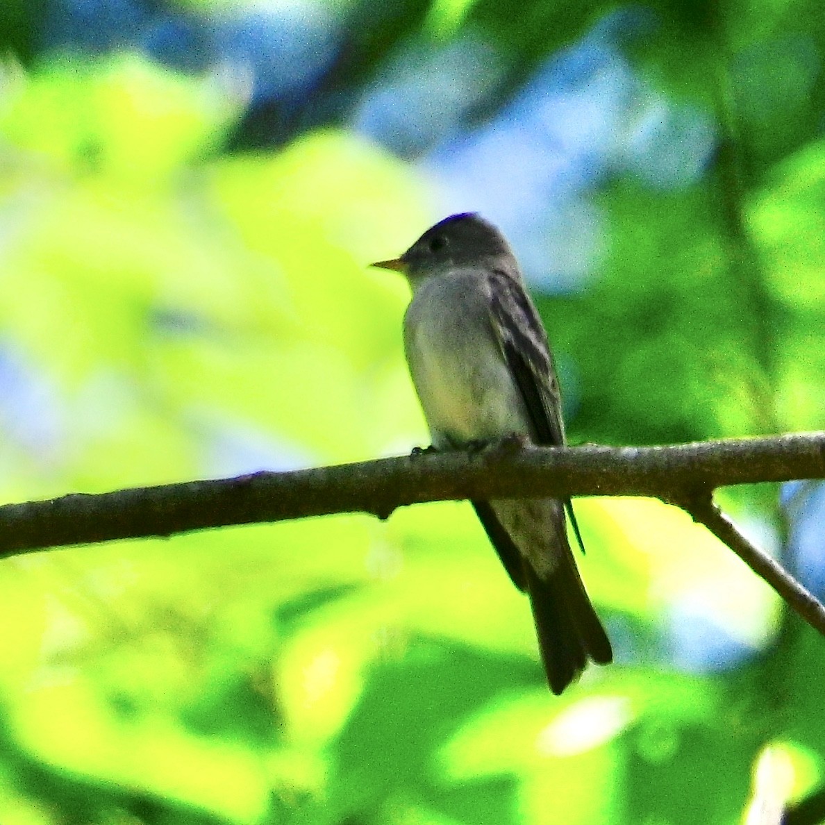 Eastern Wood-Pewee - ML635711274
