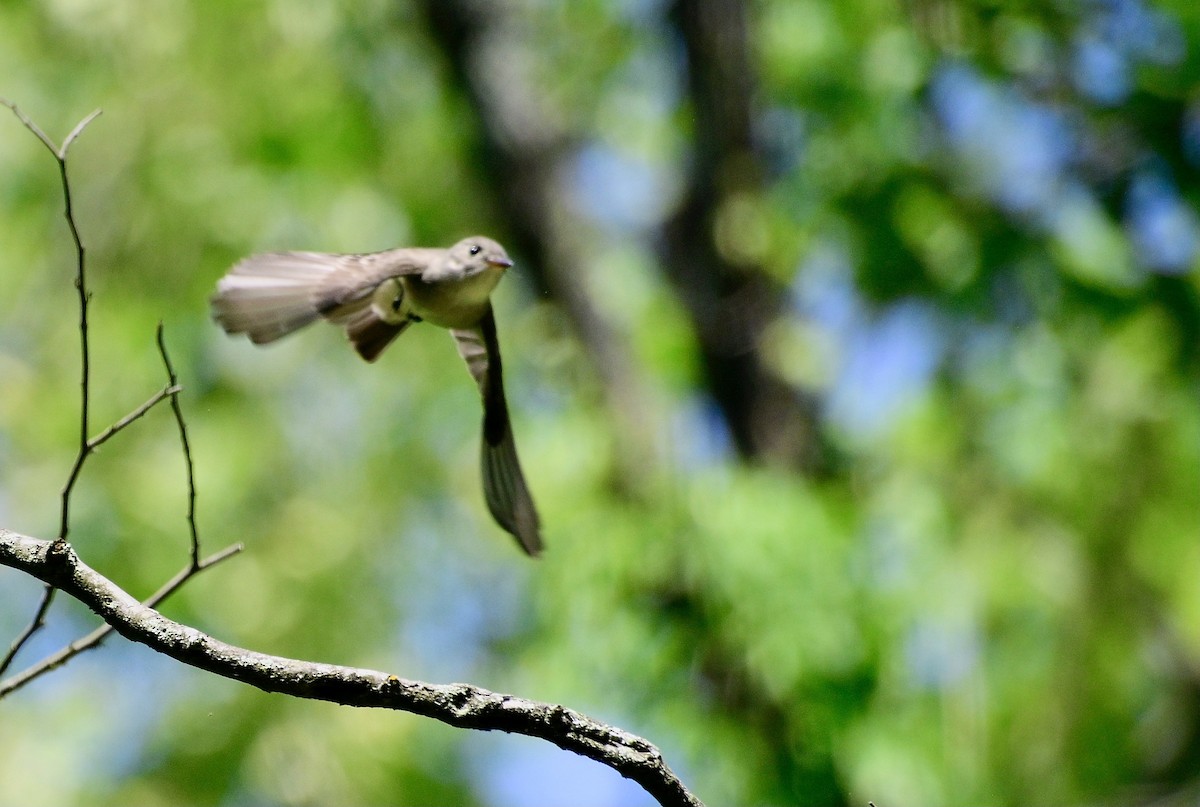 Eastern Wood-Pewee - ML635711275