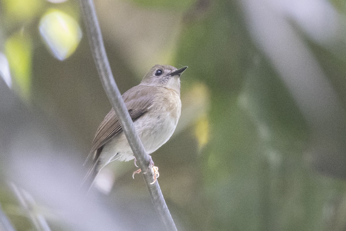 Fulvous-chested Jungle Flycatcher - ML635711294