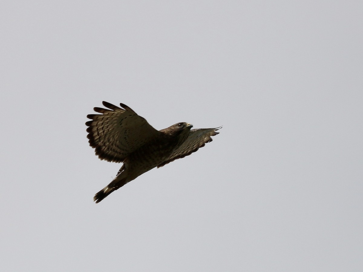 káně širokokřídlá - ML635711329