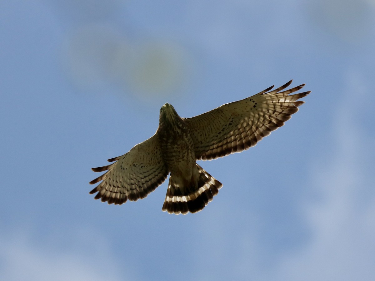 káně širokokřídlá - ML635711330