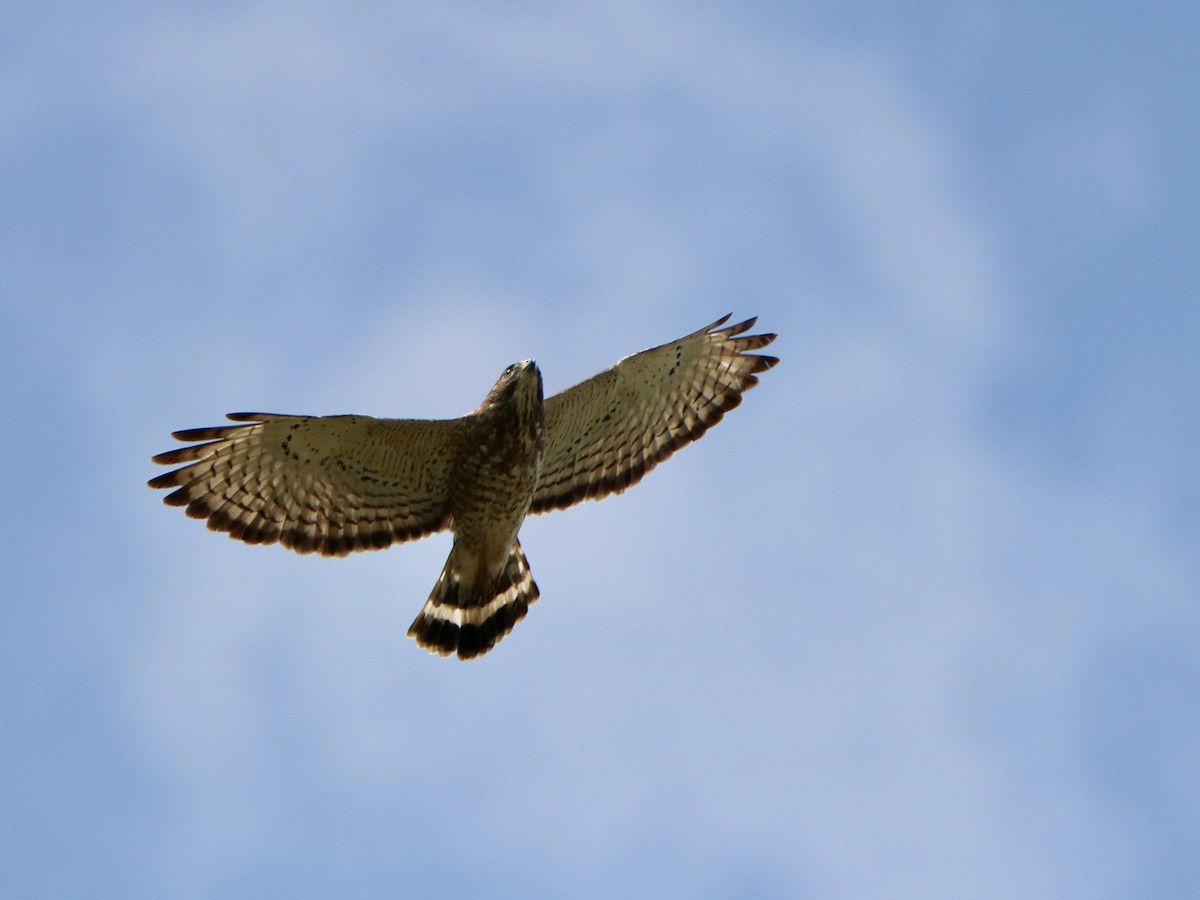 káně širokokřídlá - ML635711331