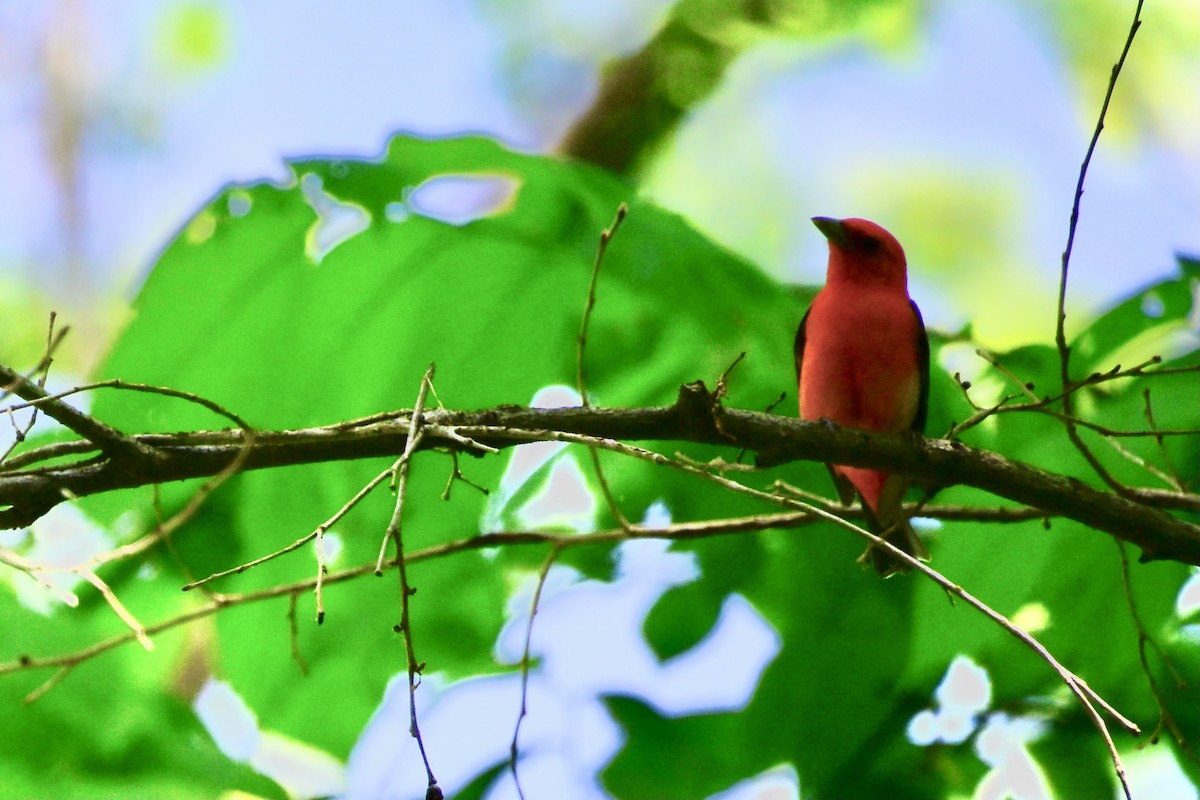 Scarlet Tanager - ML635711352