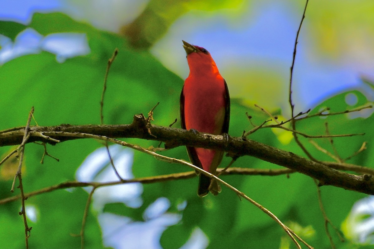 Scarlet Tanager - ML635711353