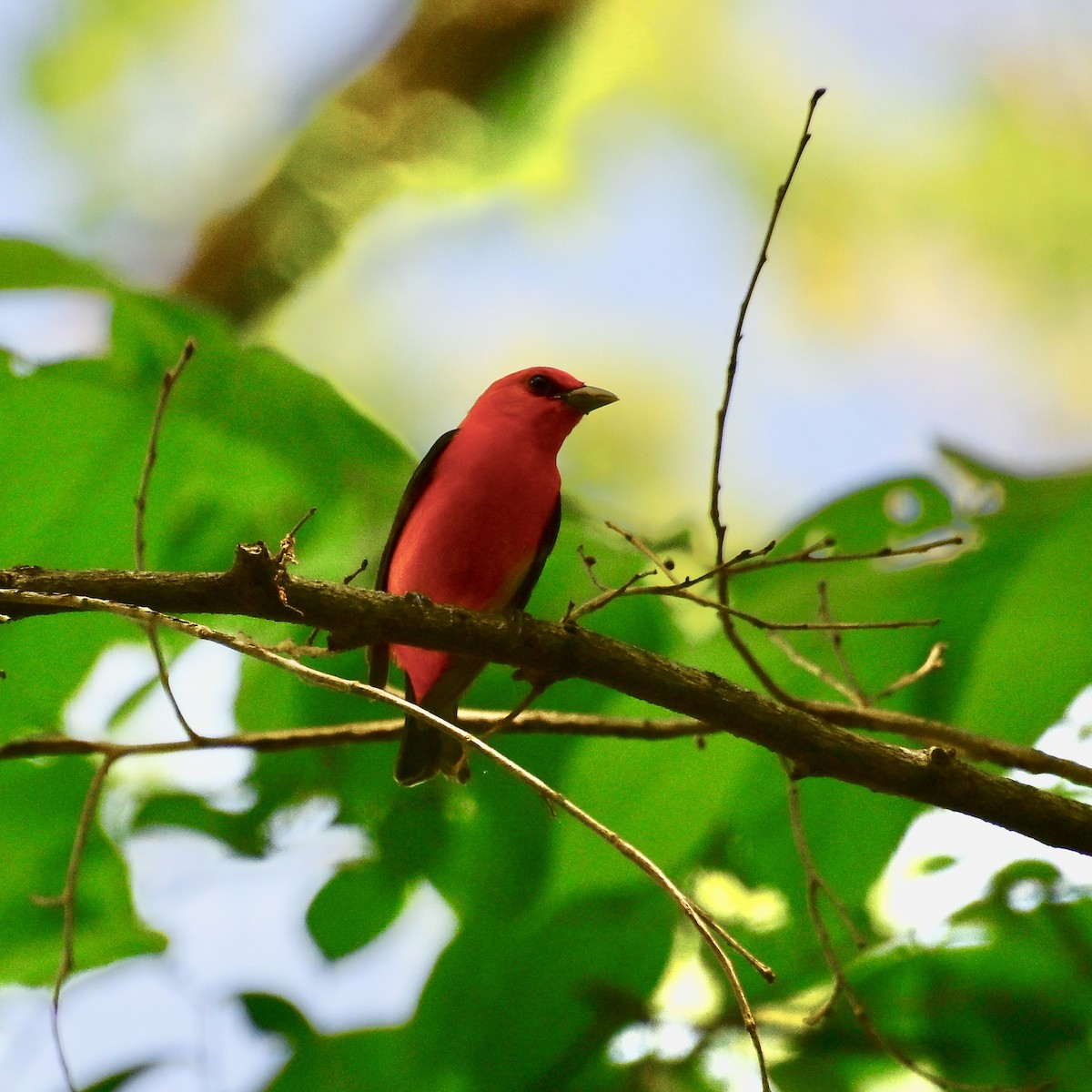 Scarlet Tanager - ML635711354