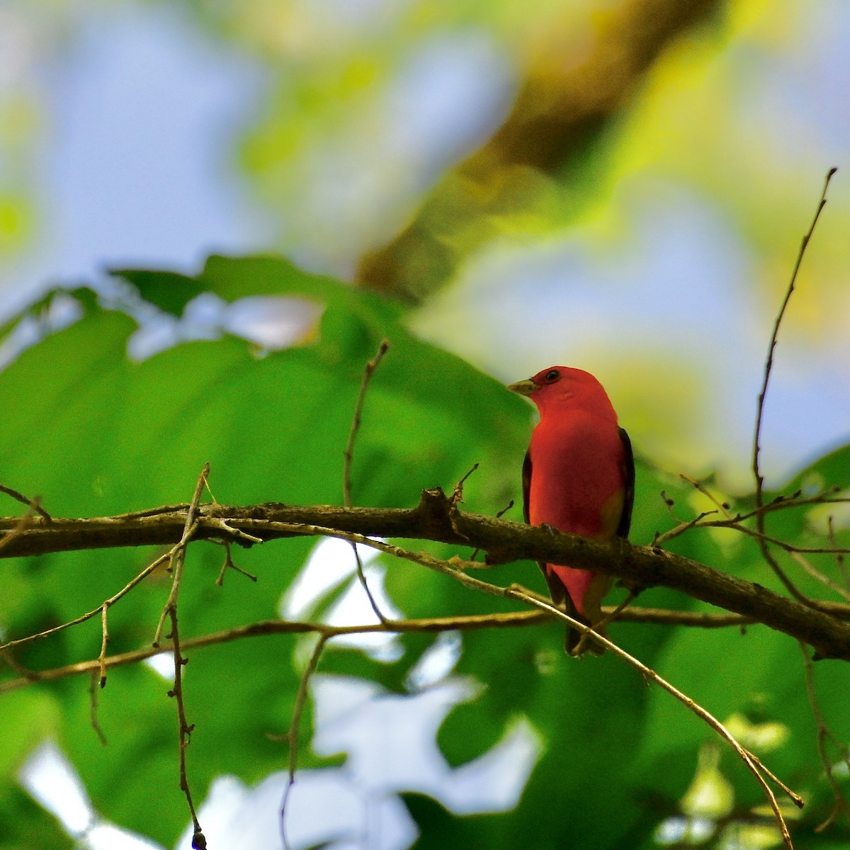 Scarlet Tanager - ML635711355