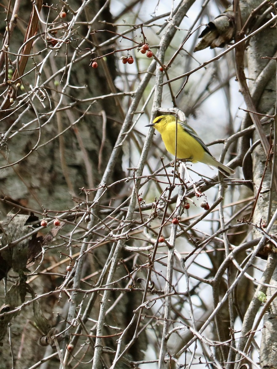 lesňáček modrokřídlý - ML635711356