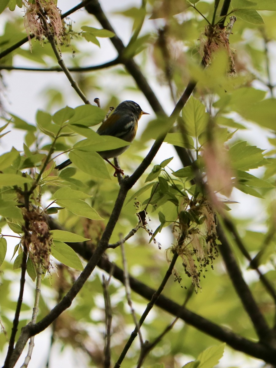 lesňáček lišejníkový - ML635711375