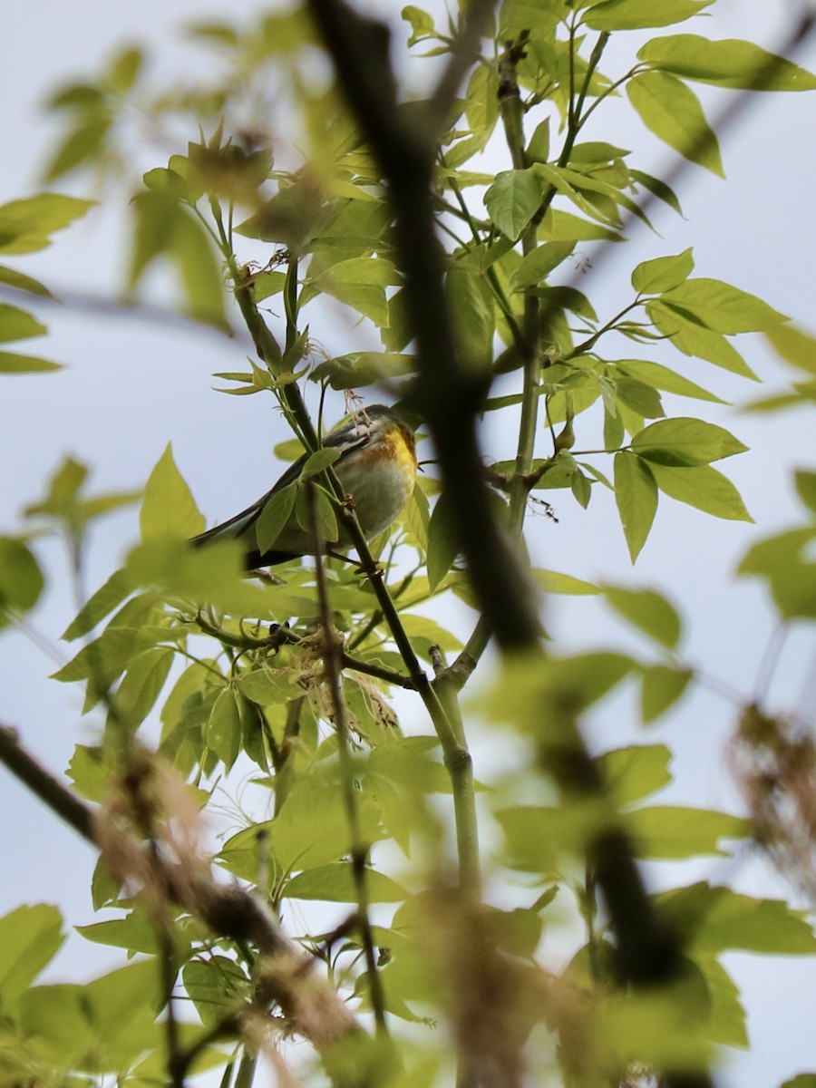 lesňáček lišejníkový - ML635711376