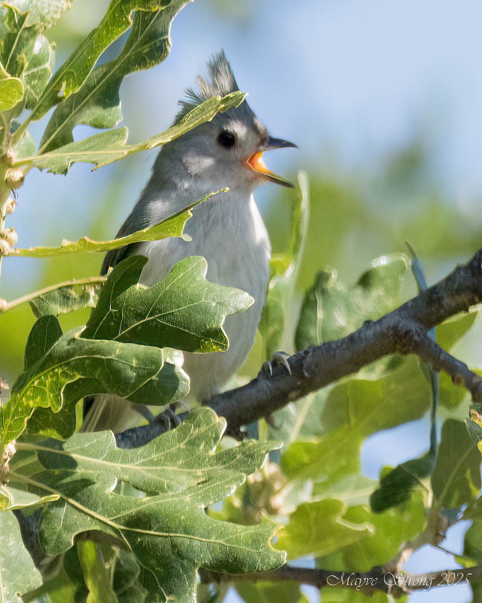 Tufted Titmouse - ML635711394