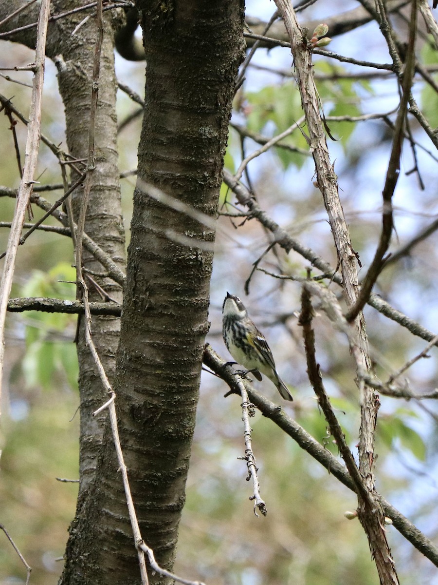 lesňáček žlutoskvrnný - ML635711443