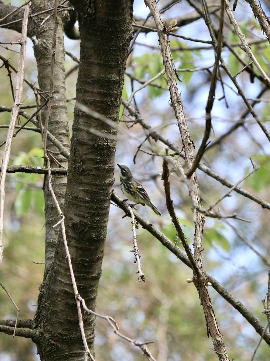 lesňáček žlutoskvrnný - ML635711444