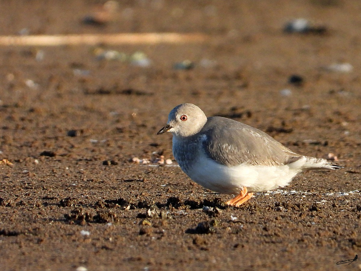 Magellanic Plover - ML635711450