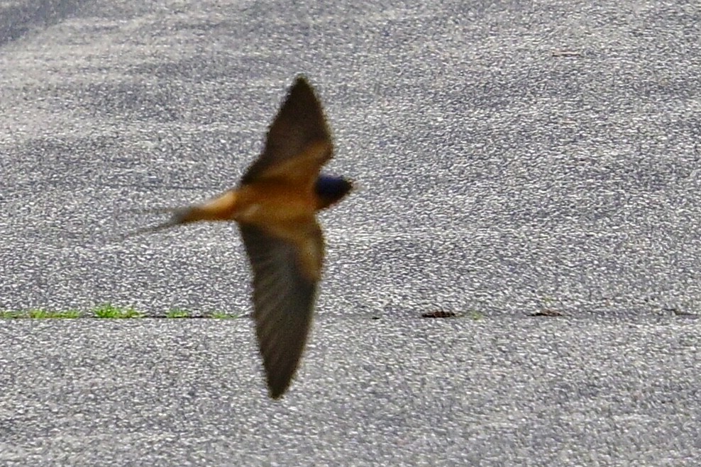 Barn Swallow (American) - ML635711475