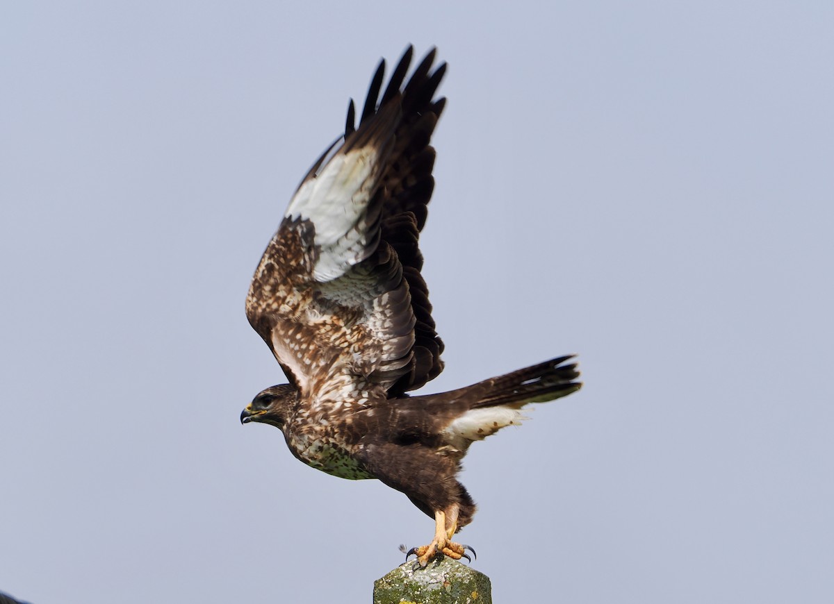 Common Buzzard (Azores) - ML635711624